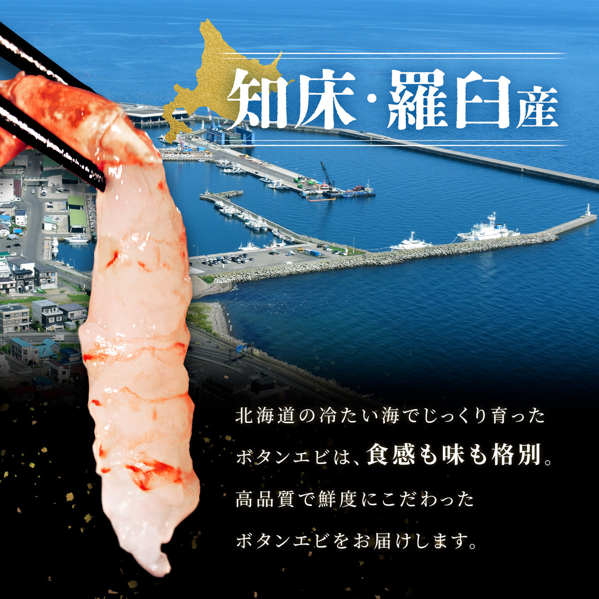 ボタンエビ 大サイズ 500g